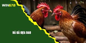 Đá Gà Cựa Dao - Hình Thức Giải Trí Ăn Khách Top 1!